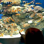 At the Aquarium of the Pacific