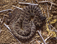 Western Rattlesnake