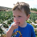 Henry and the Strawberry Patch